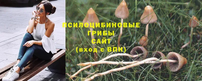 Псилоцибиновые грибы Cubensis Менделеевск